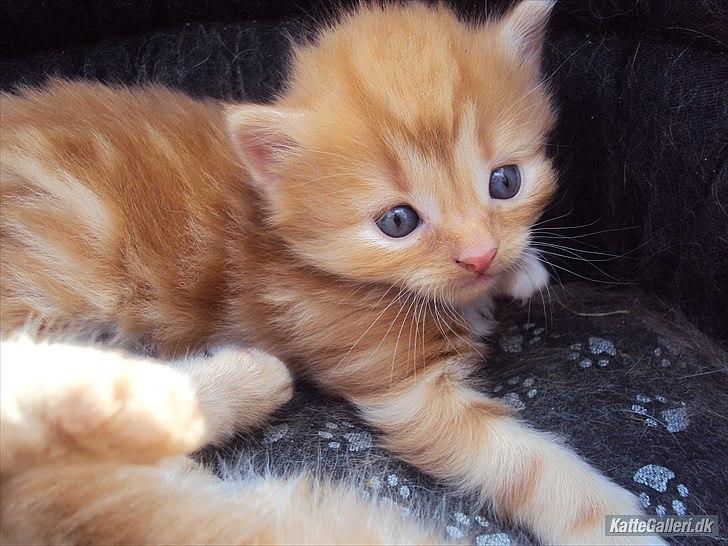 Blanding af racer Thomas Omayley billede 5