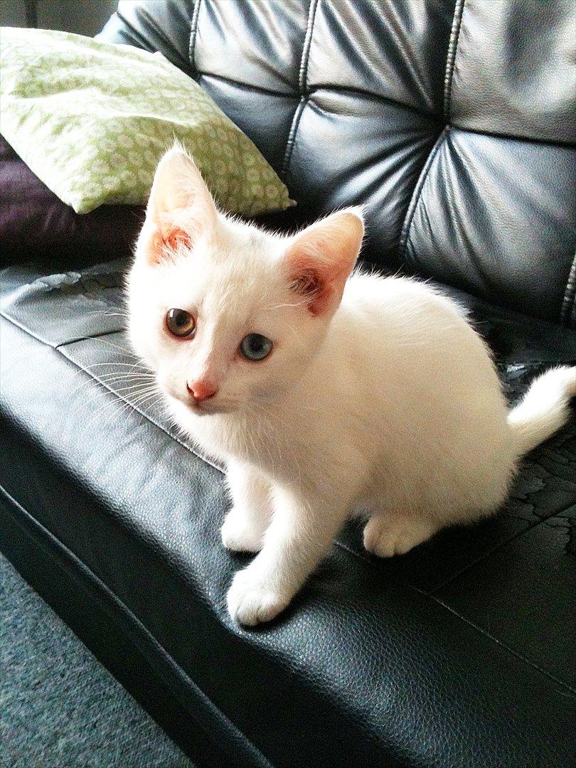 Blanding af racer Bo billede 13