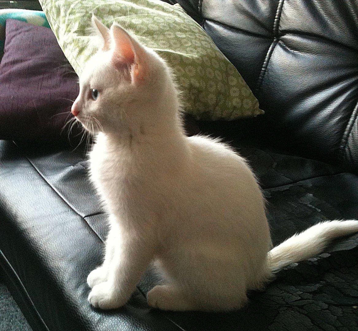 Blanding af racer Bo billede 12