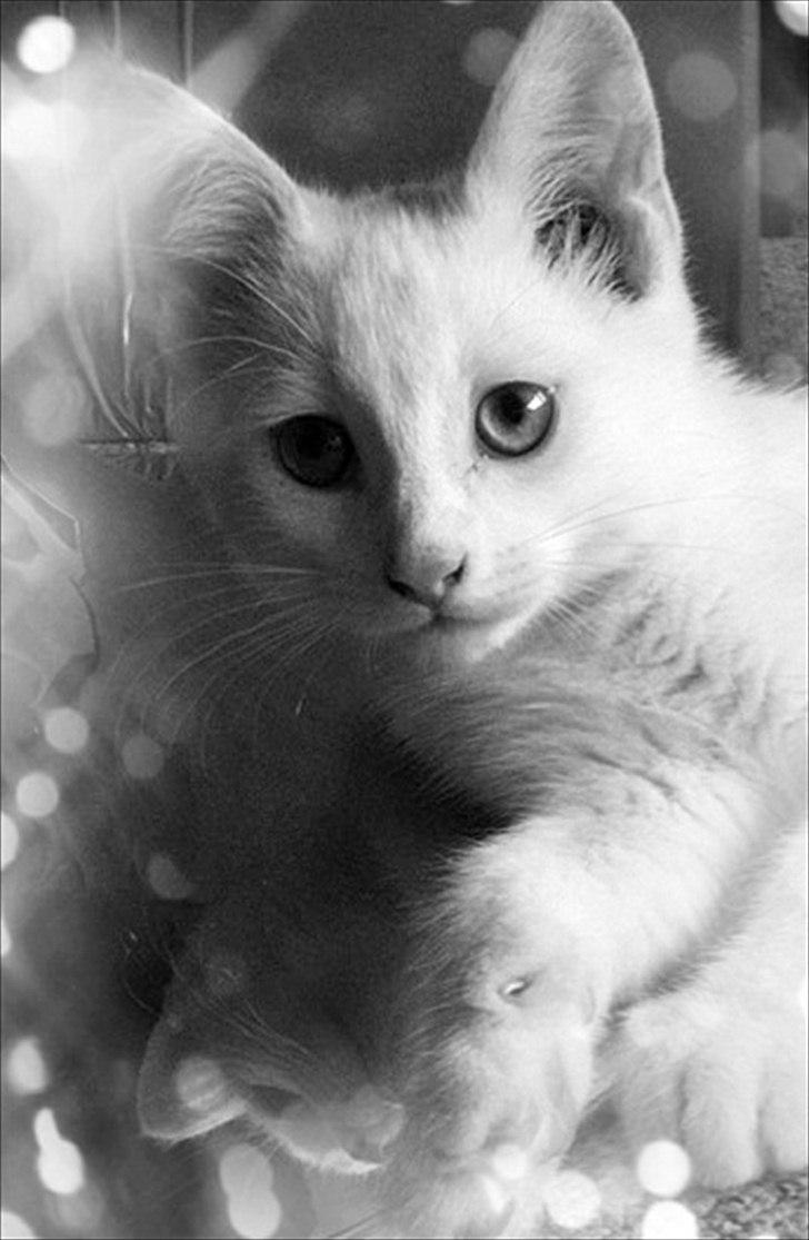 Blanding af racer Bo billede 8