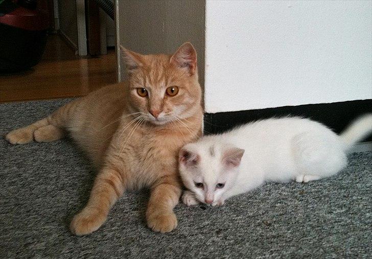 Blanding af racer Bo billede 14