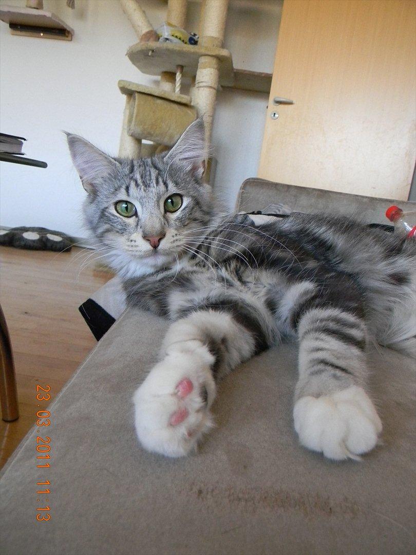 Norsk Skovkat †Darwin von der Bohlkate† billede 5