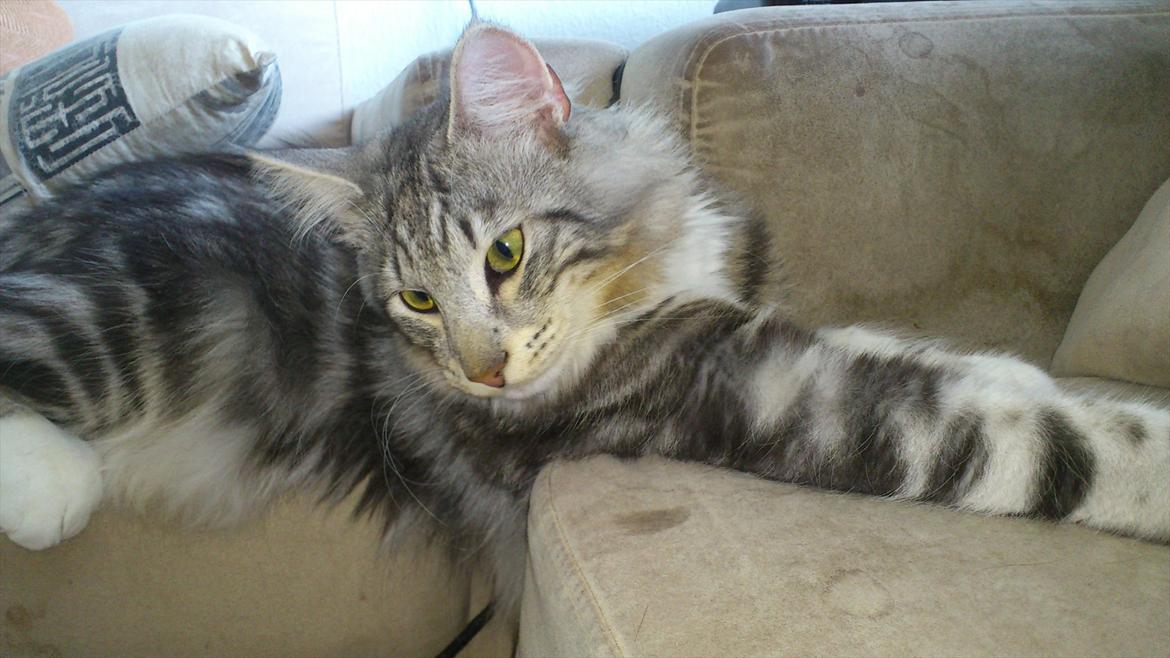 Norsk Skovkat †Darwin von der Bohlkate† billede 6