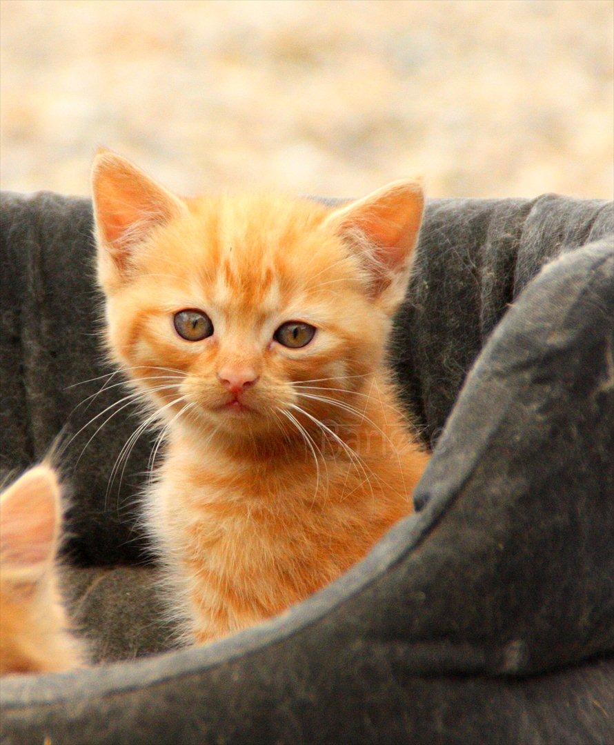 Blanding af racer Bette Mis. - Velkommen til Bette Mis's profil billede 1