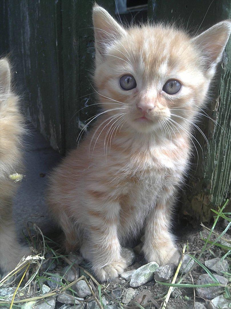 Blanding af racer Bette Mis. billede 2