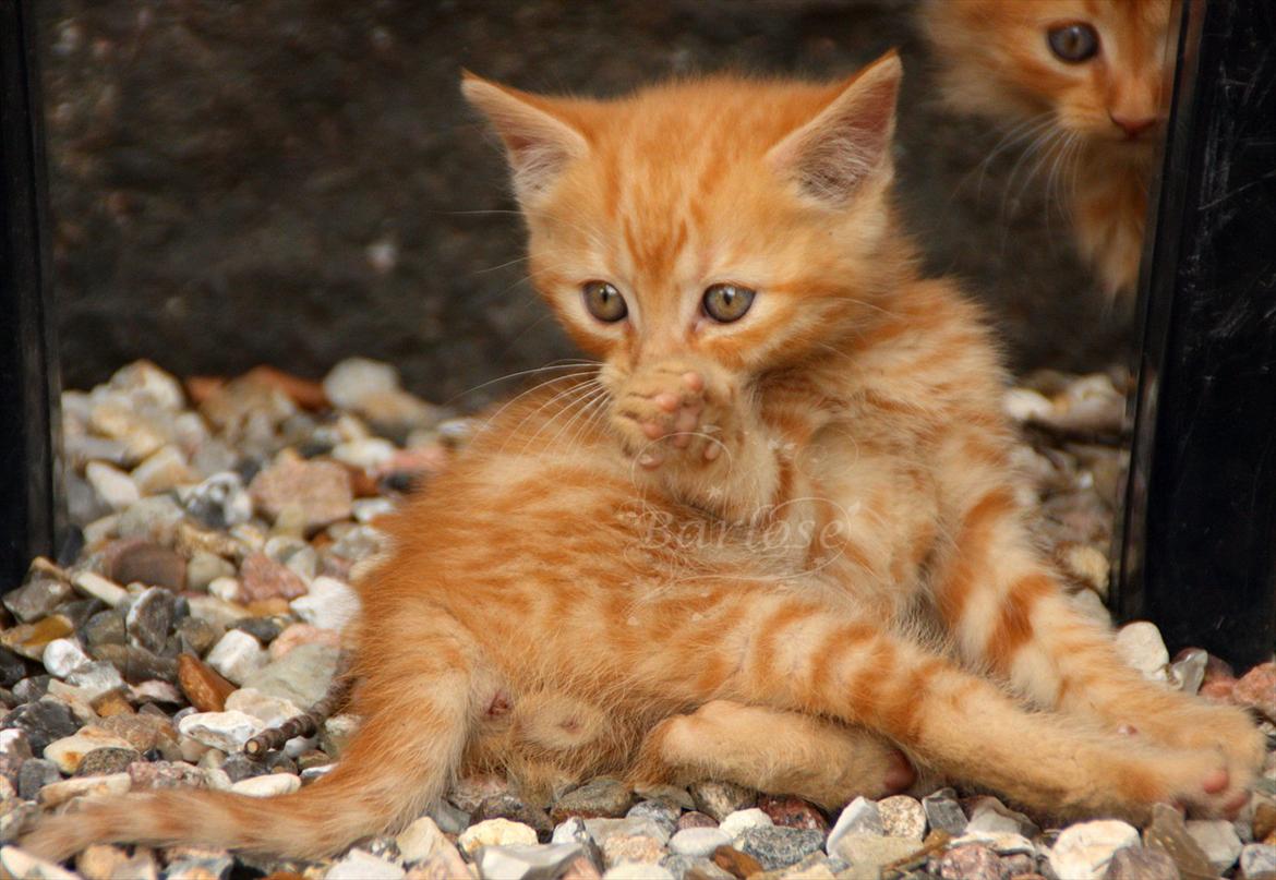 Blanding af racer Bette Mis. - Bette Mis billede 3