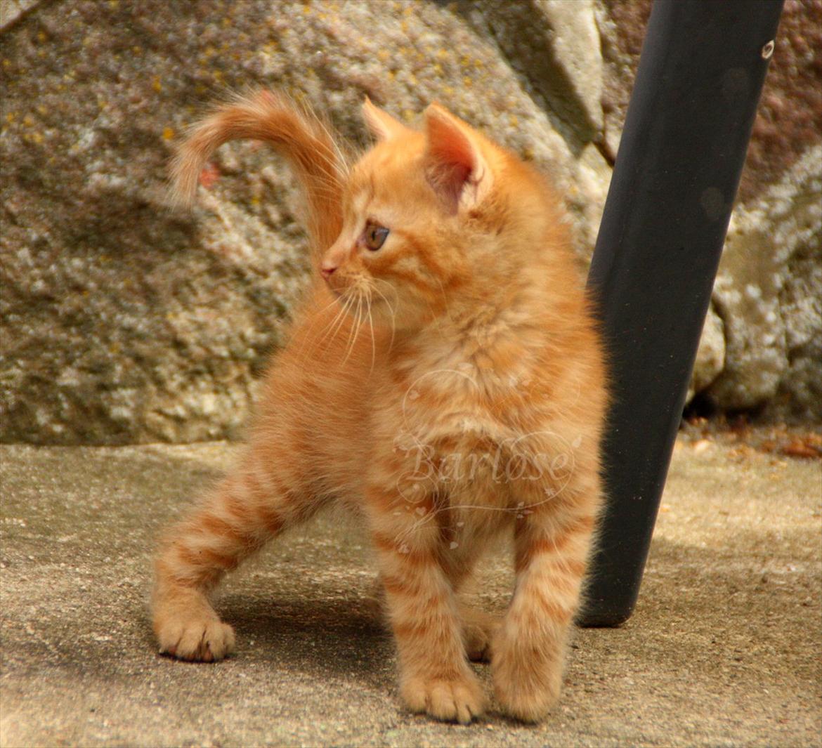 Blanding af racer Bette Mis. - Bette Mis billede 4