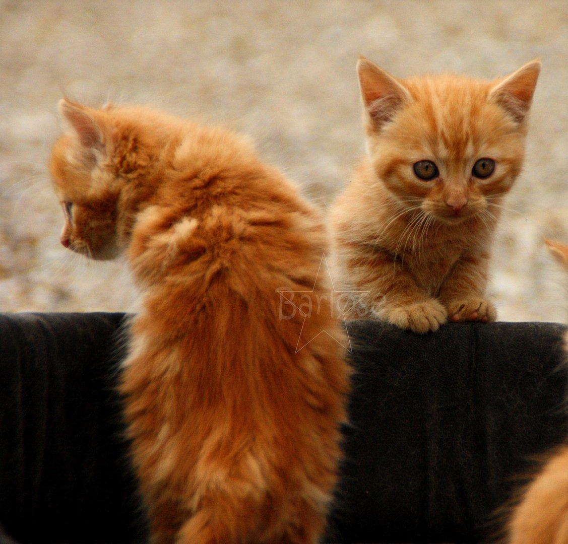 Blanding af racer Bette Mis. - Bette Mis m. sine brødre billede 5