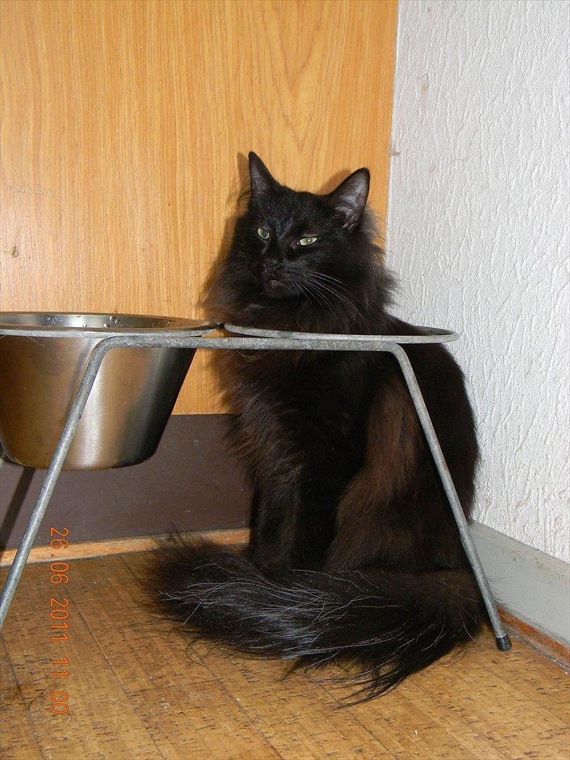 Norsk Skovkat CH DK Nobel-dream´s A Jump billede 29