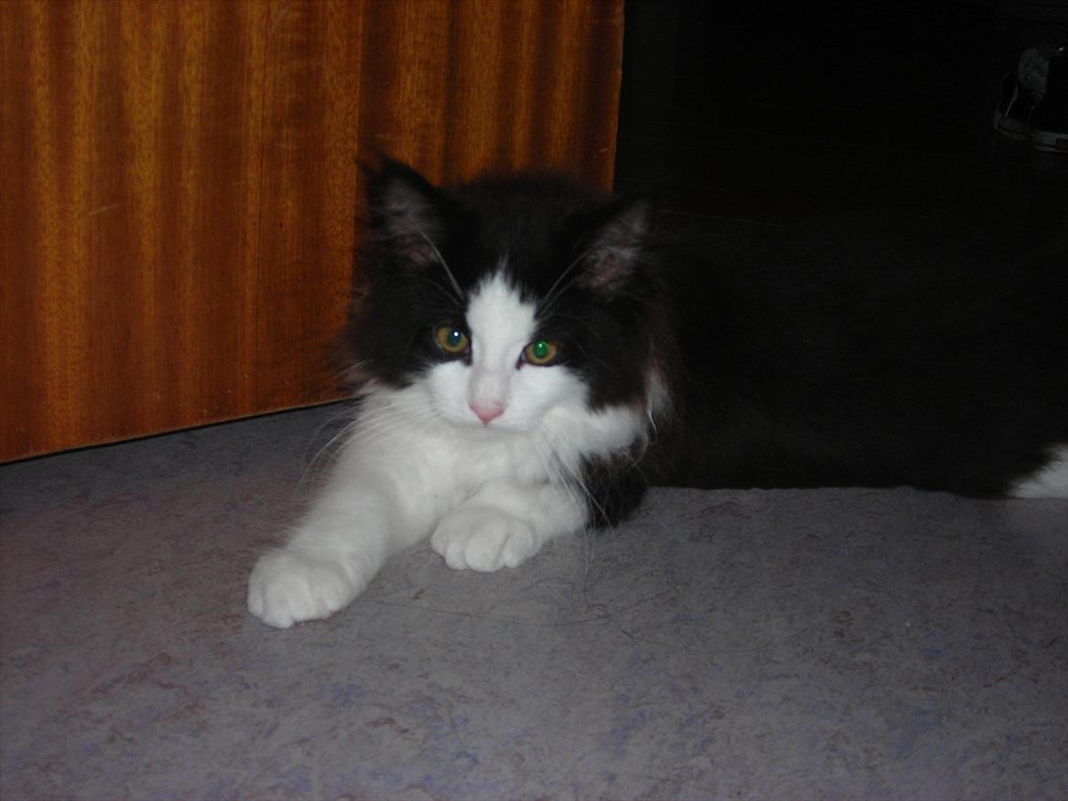 Blanding af racer Hugo billede 7