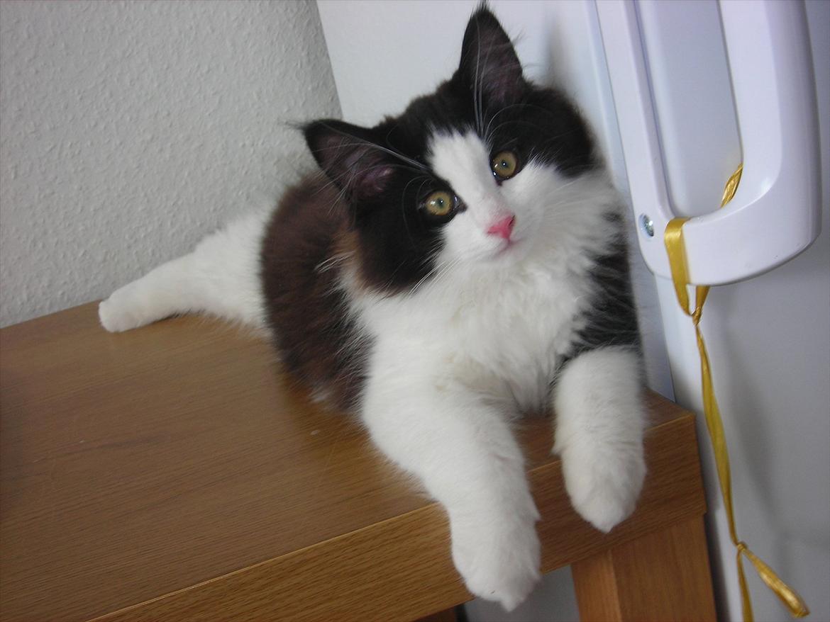 Blanding af racer Hugo billede 12