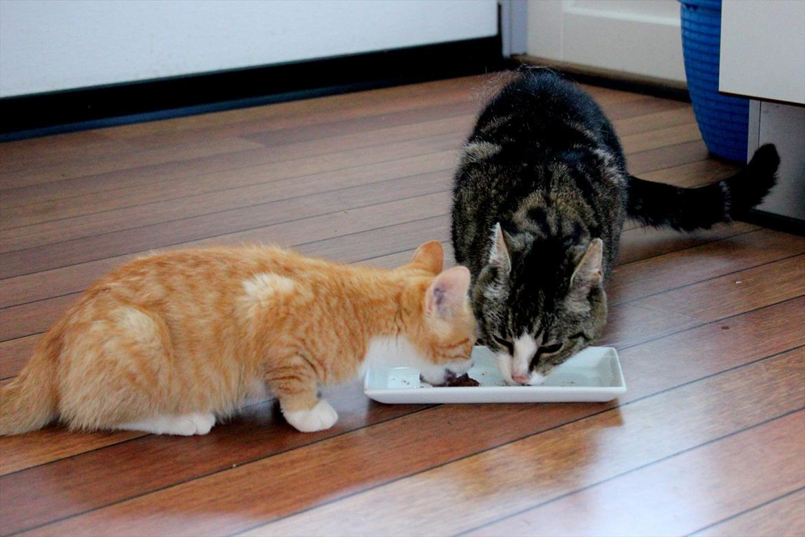 Blanding af racer Anders - Anders og vores kat Kragnæs spiser mad sammen, de er ved at være gode venner :) billede 20