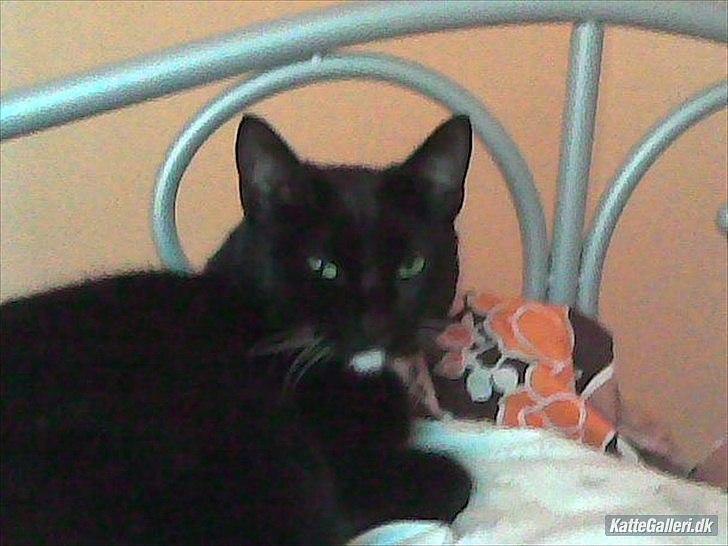 Huskat loppe (r.i.p.) billede 1