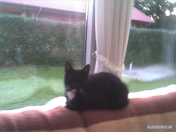 Huskat loppe (r.i.p.) billede 2