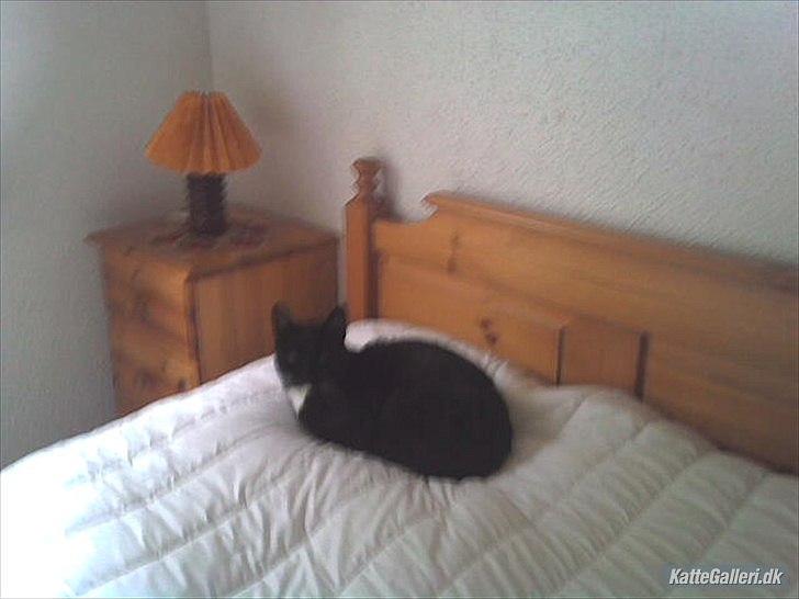 Huskat loppe (r.i.p.) billede 3