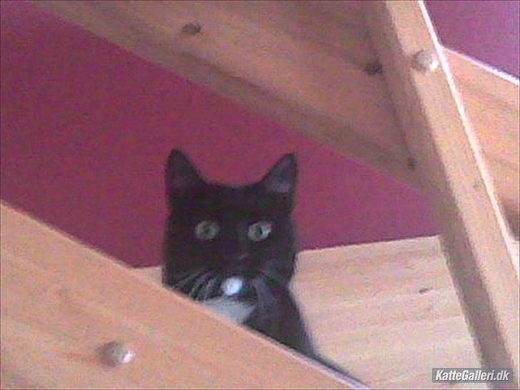 Huskat loppe (r.i.p.) billede 4