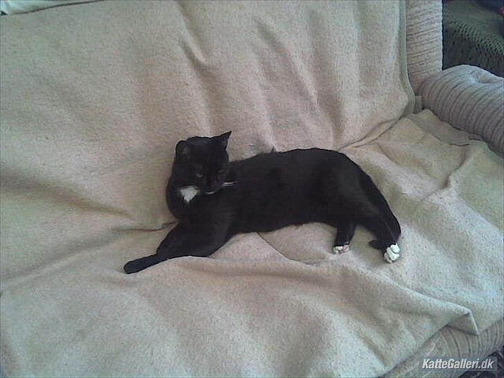 Huskat loppe (r.i.p.) billede 5