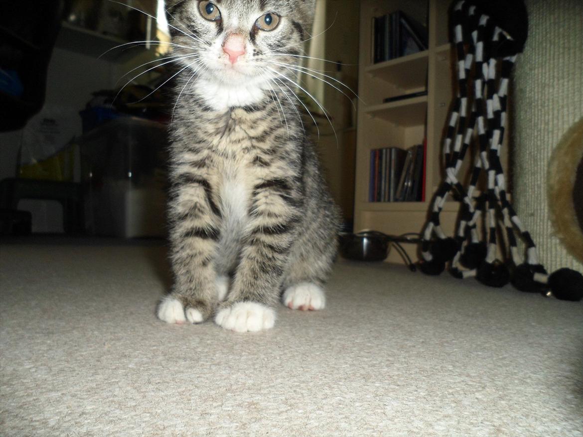 Huskat Mojo - Han bliver større og større og tiden nærmer sig at vi kan få ham hjem :D billede 8