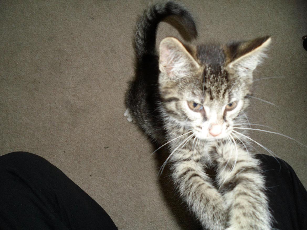 Huskat Mojo - Alt kan leges med selv en kamerasnor billede 9