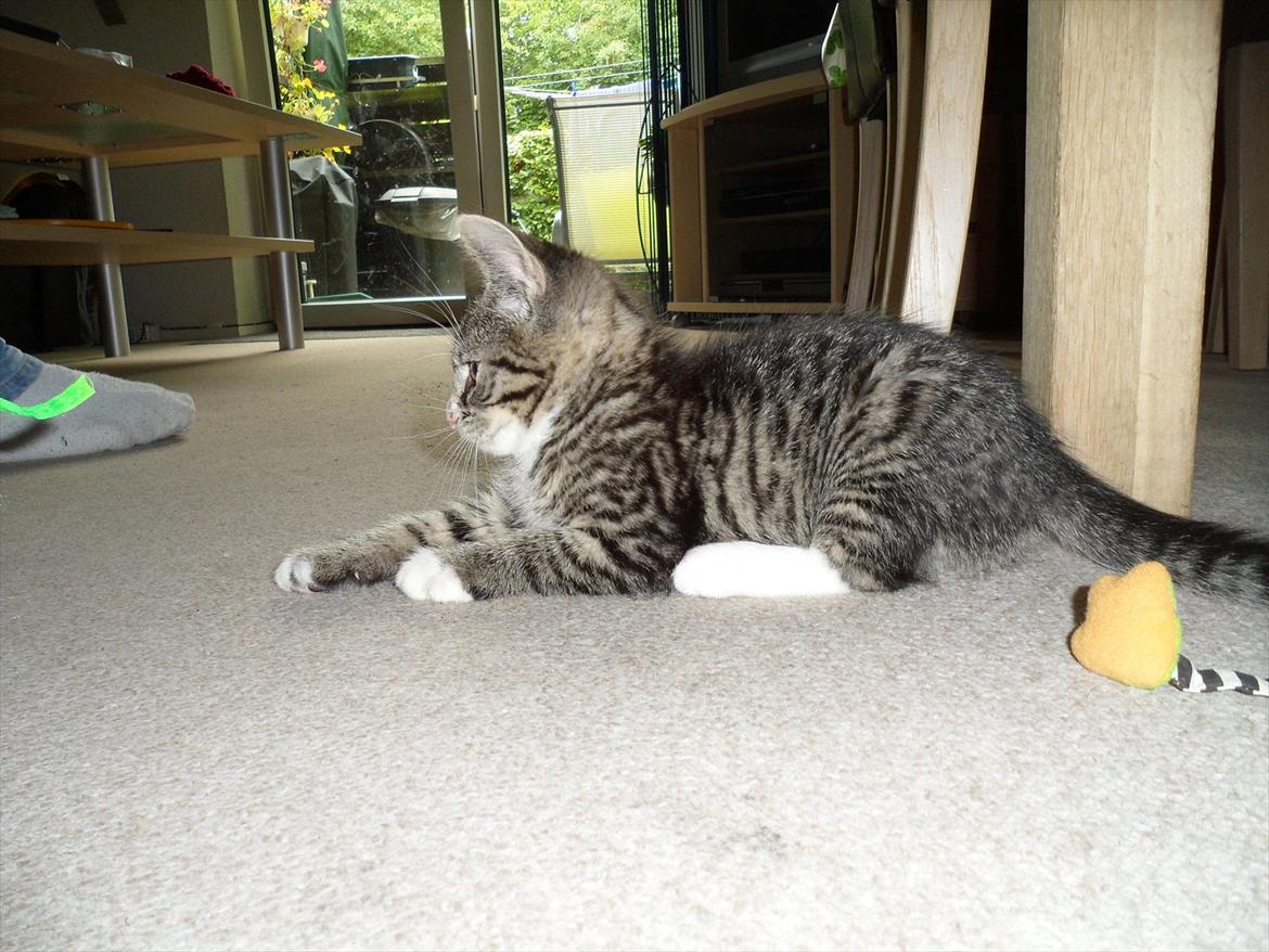 Huskat Mojo - Du er simpelthen så smuk, med de flotte tegninger :) billede 10