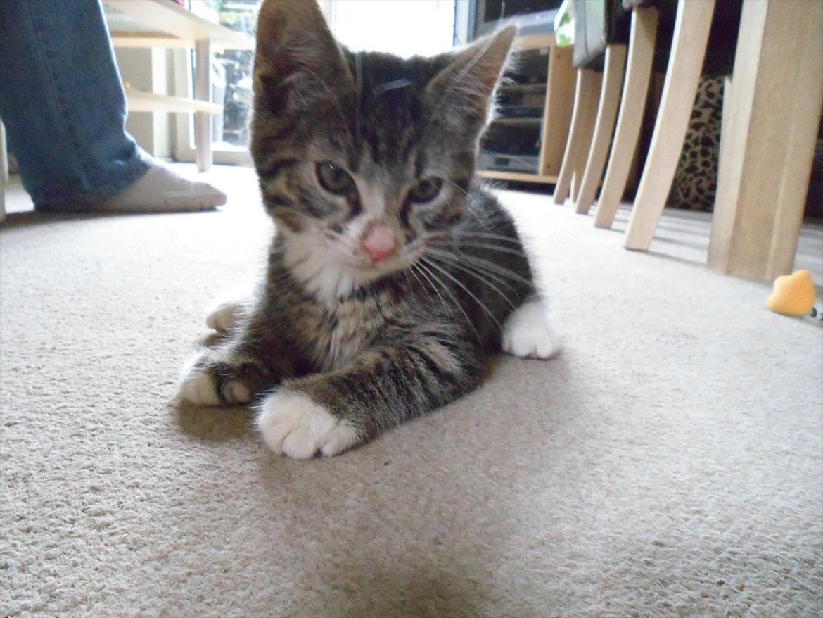 Huskat Mojo - Lidt fotogen er du da! ;) billede 11