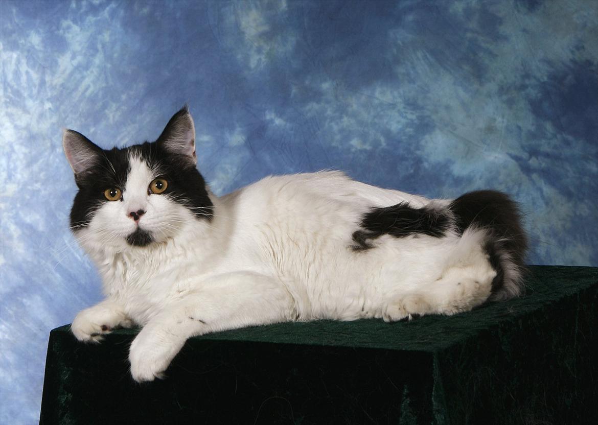 Manx River Dance billede 1