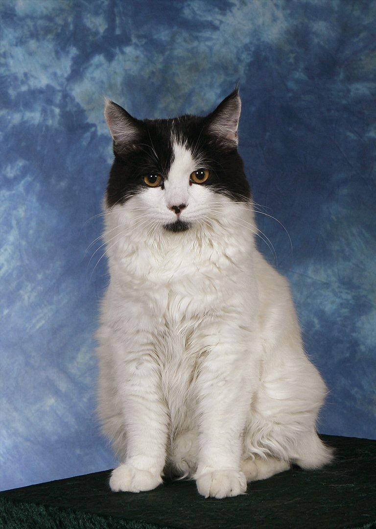 Manx River Dance billede 2