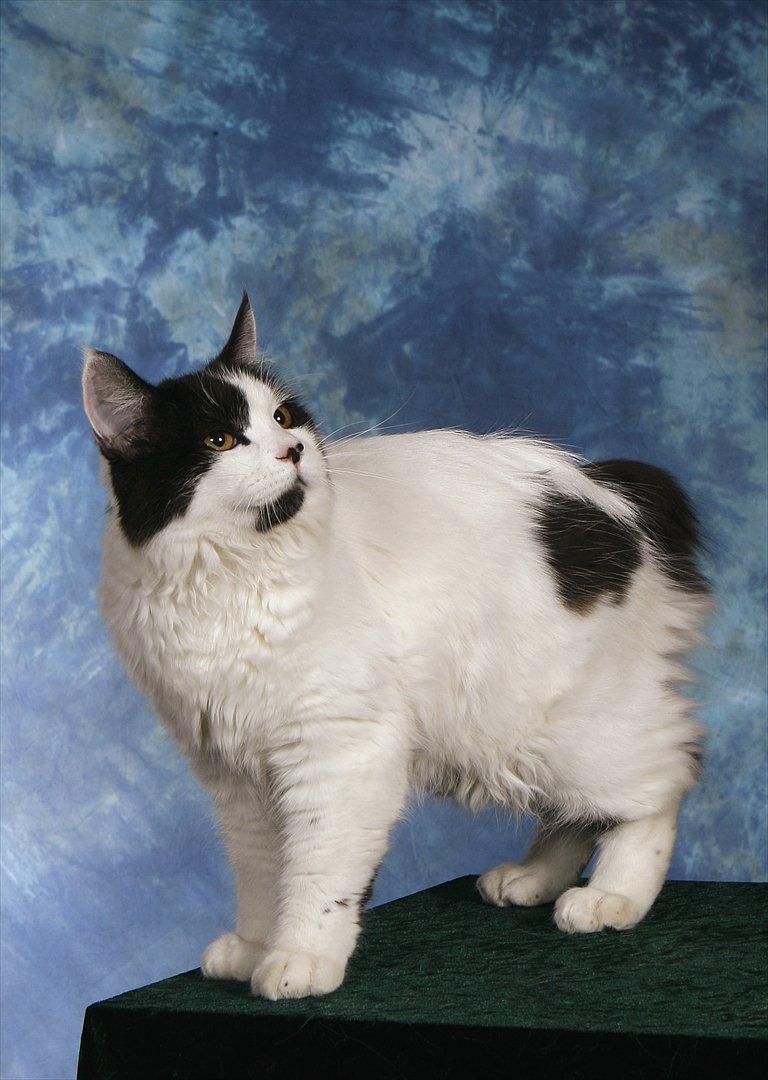 Manx River Dance billede 3