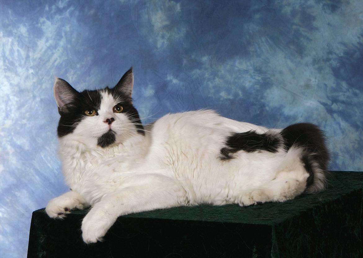 Manx River Dance billede 4