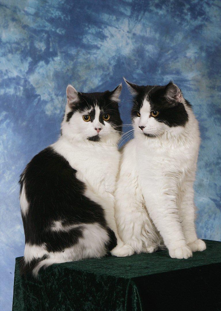 Manx River Dance billede 5