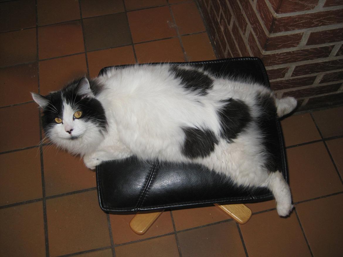 Manx River Dance - River elsker at ligge med benene bagud, her på en puf billede 6