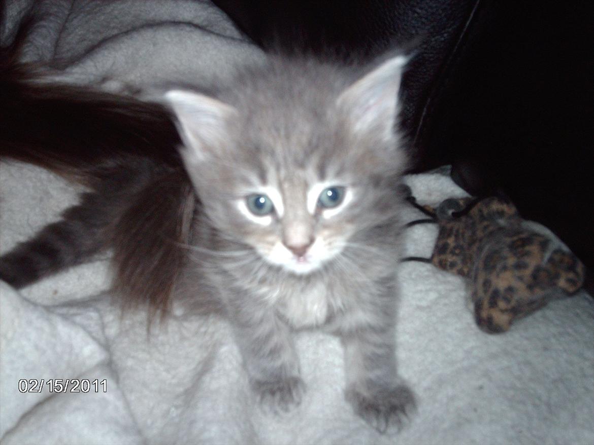 Maine Coon Lucky Coon's Kazandra is an Angle <3 (Kazandra) billede 4