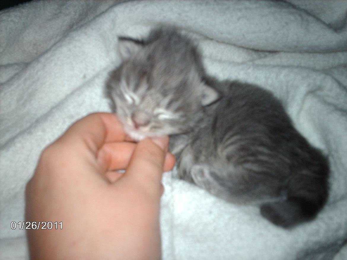 Maine Coon Lucky Coon's Kazandra is an Angle <3 (Kazandra) billede 5