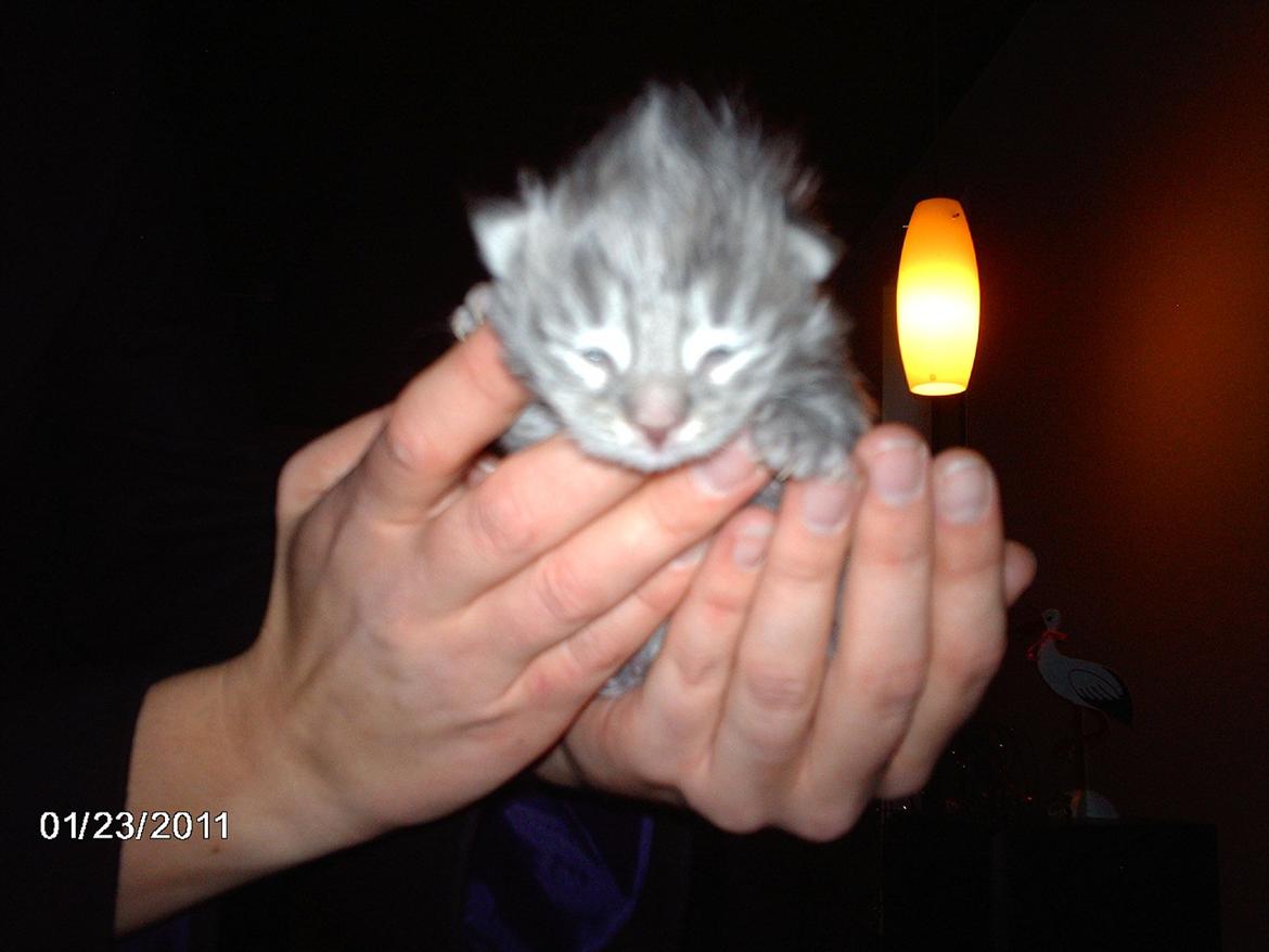 Maine Coon Lucky Coon's Kazandra is an Angle <3 (Kazandra) billede 6