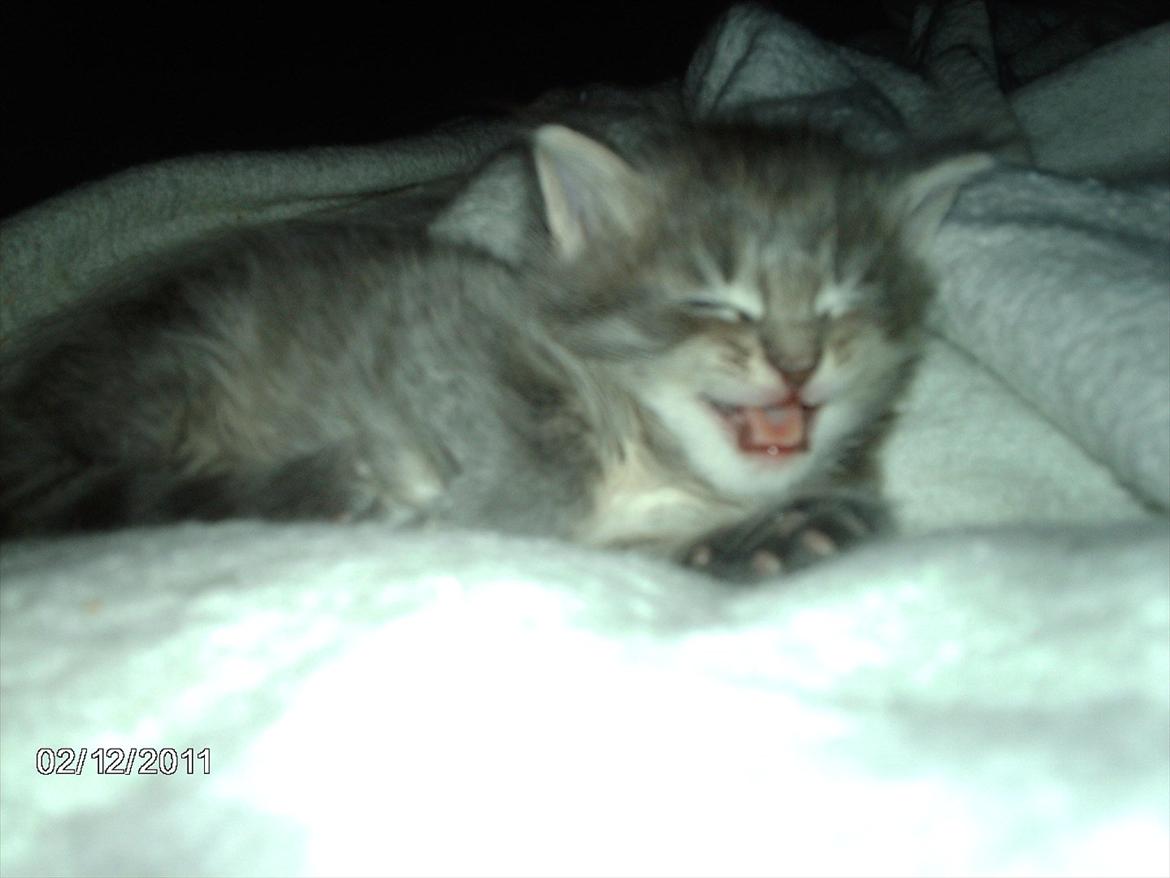 Maine Coon Lucky Coon's Kazandra is an Angle <3 (Kazandra) - moar...., hvor er du, jeg er sulten!!! billede 2