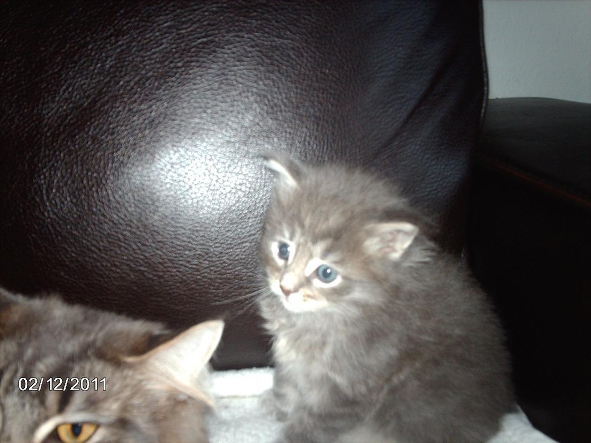 Maine Coon Lucky Coon's Kazandra is an Angle <3 (Kazandra) billede 7