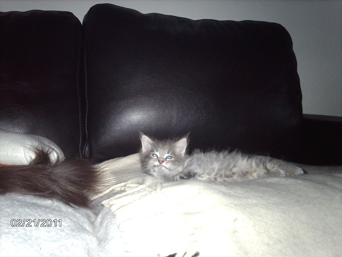 Maine Coon Lucky Coon's Kazandra is an Angle <3 (Kazandra) - vaske-vaske poter billede 1