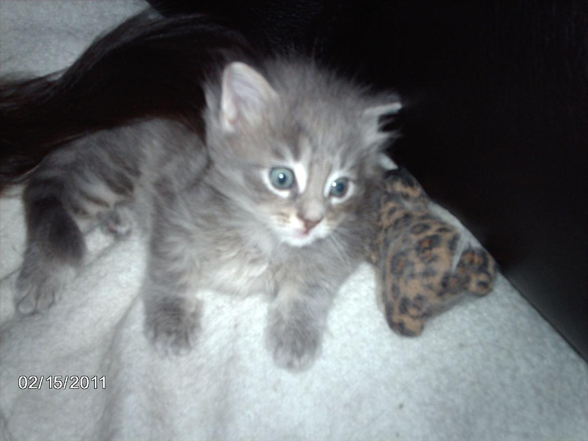 Maine Coon Lucky Coon's Kazandra is an Angle <3 (Kazandra) billede 8