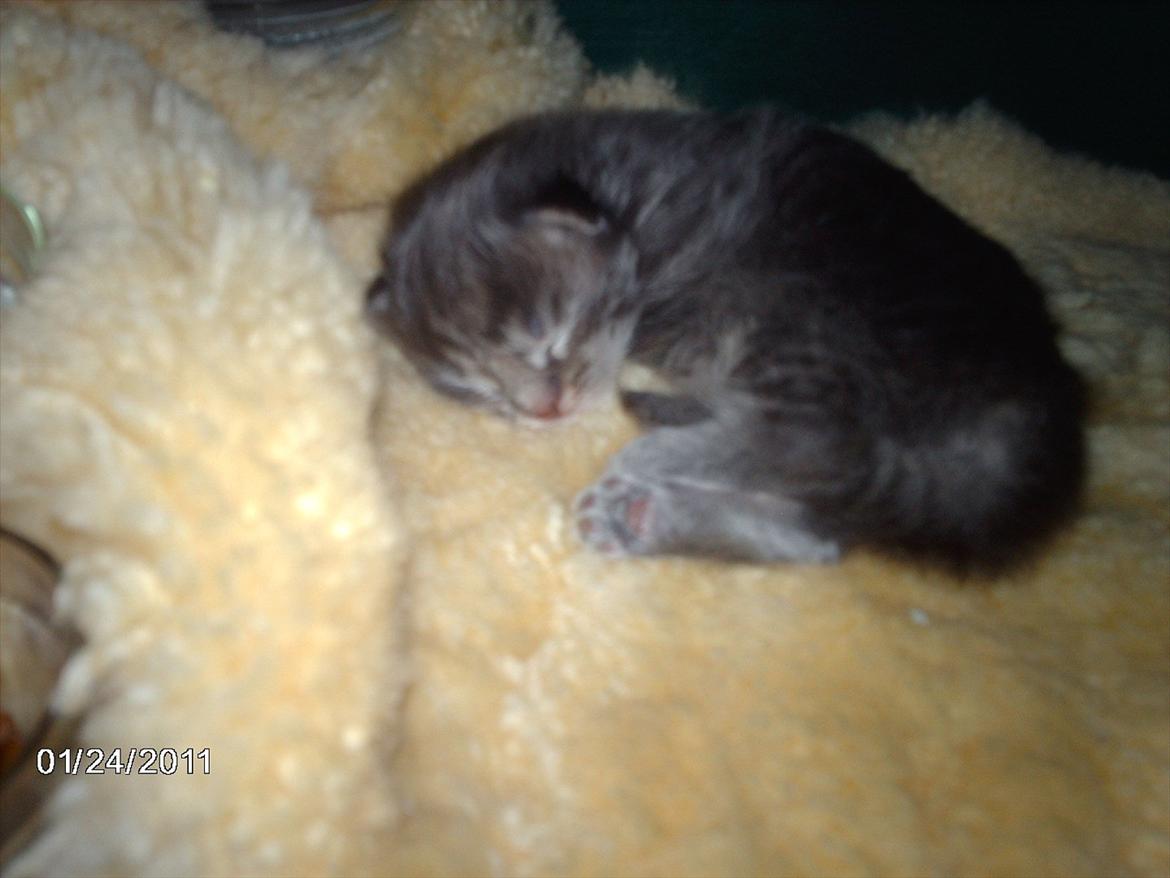 Maine Coon Lucky Coon's Kazandra is an Angle <3 (Kazandra) - putter med mit lammeskind billede 9