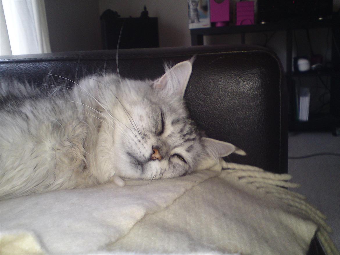 Maine Coon DK Agerskov's Bailey (Malou) billede 7