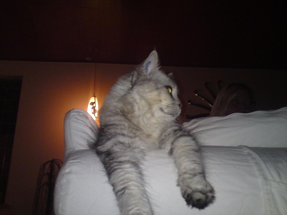 Maine Coon DK Agerskov's Bailey (Malou) billede 8