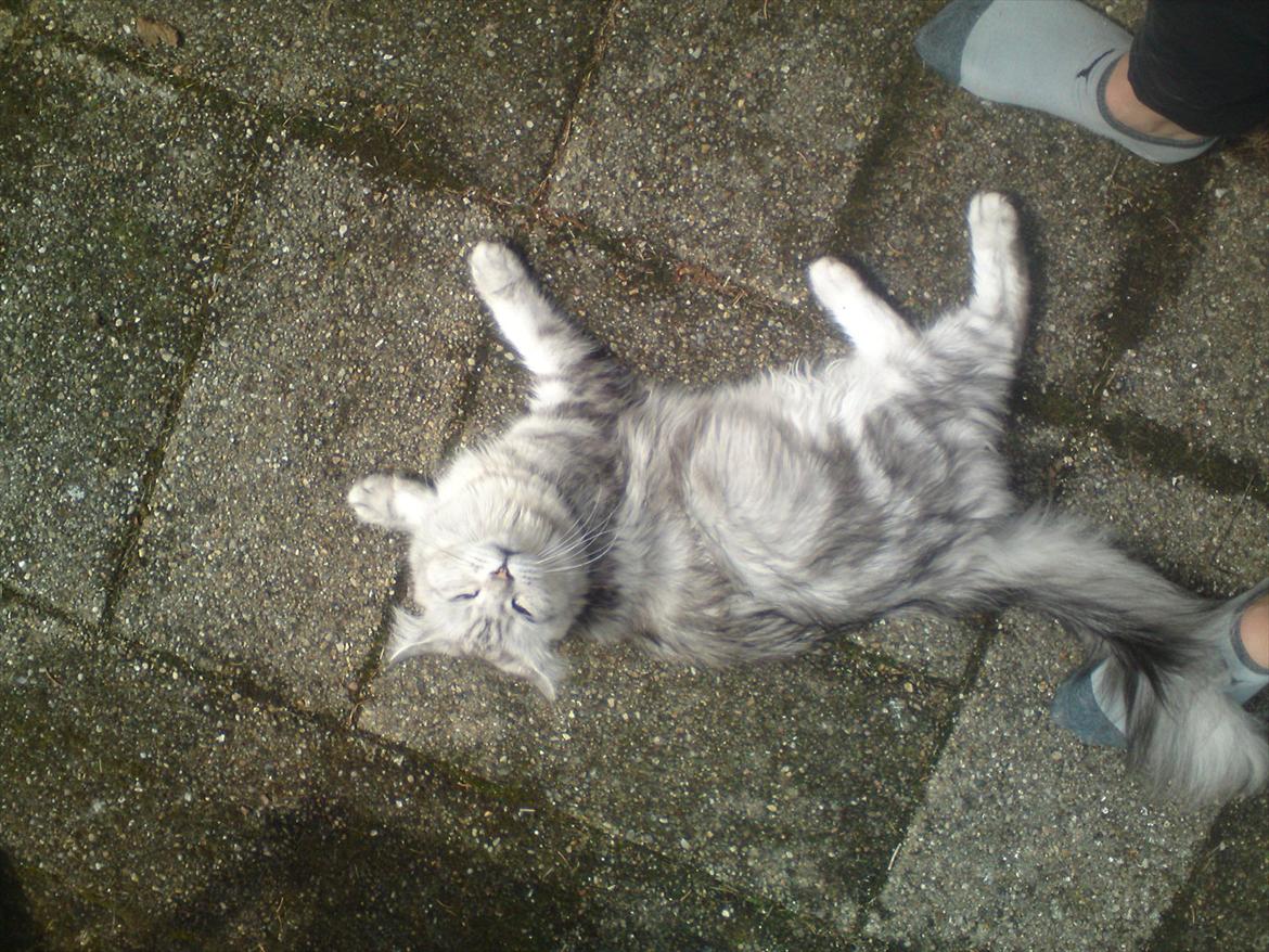 Maine Coon DK Agerskov's Bailey (Malou) billede 9