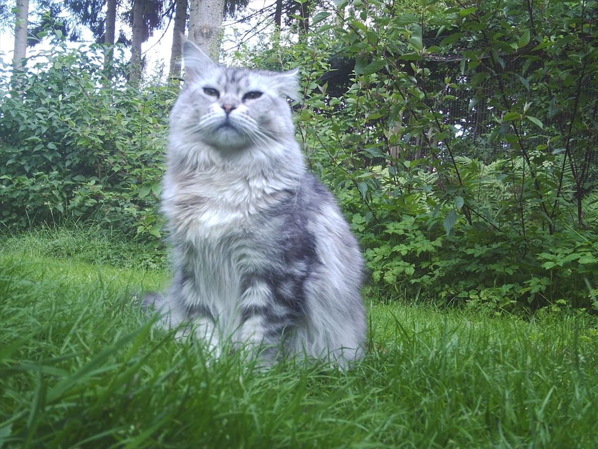 Maine Coon DK Agerskov's Bailey (Malou) billede 10