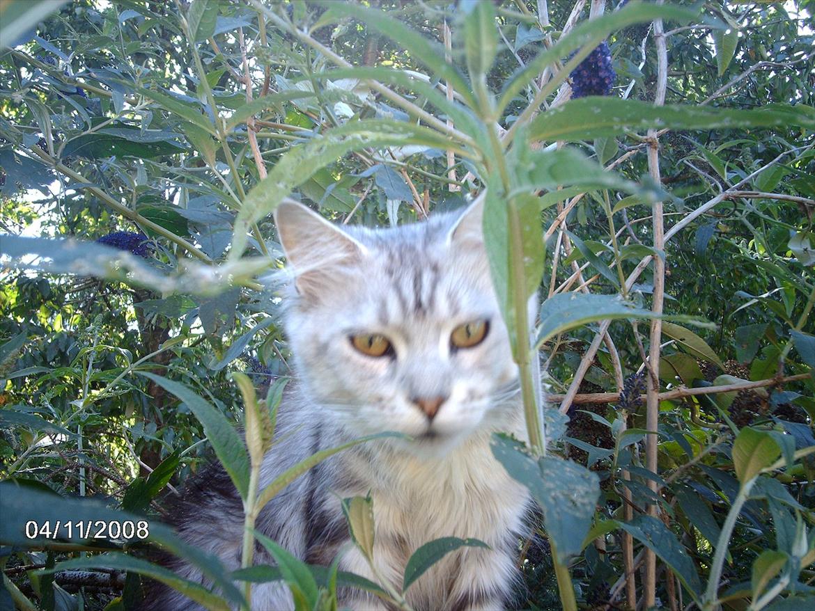 Maine Coon DK Agerskov's Bailey (Malou) billede 2