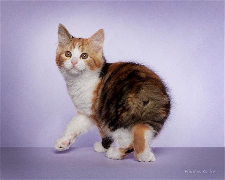 Manx Gucci billede 3