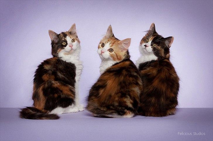 Manx Gucci billede 5