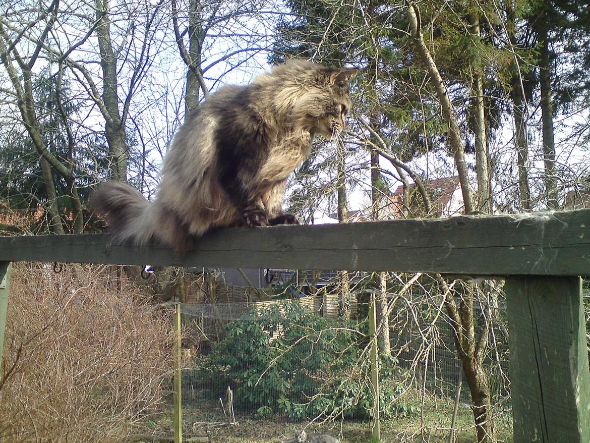 Maine Coon Champagnes Whitney (bonus) billede 2