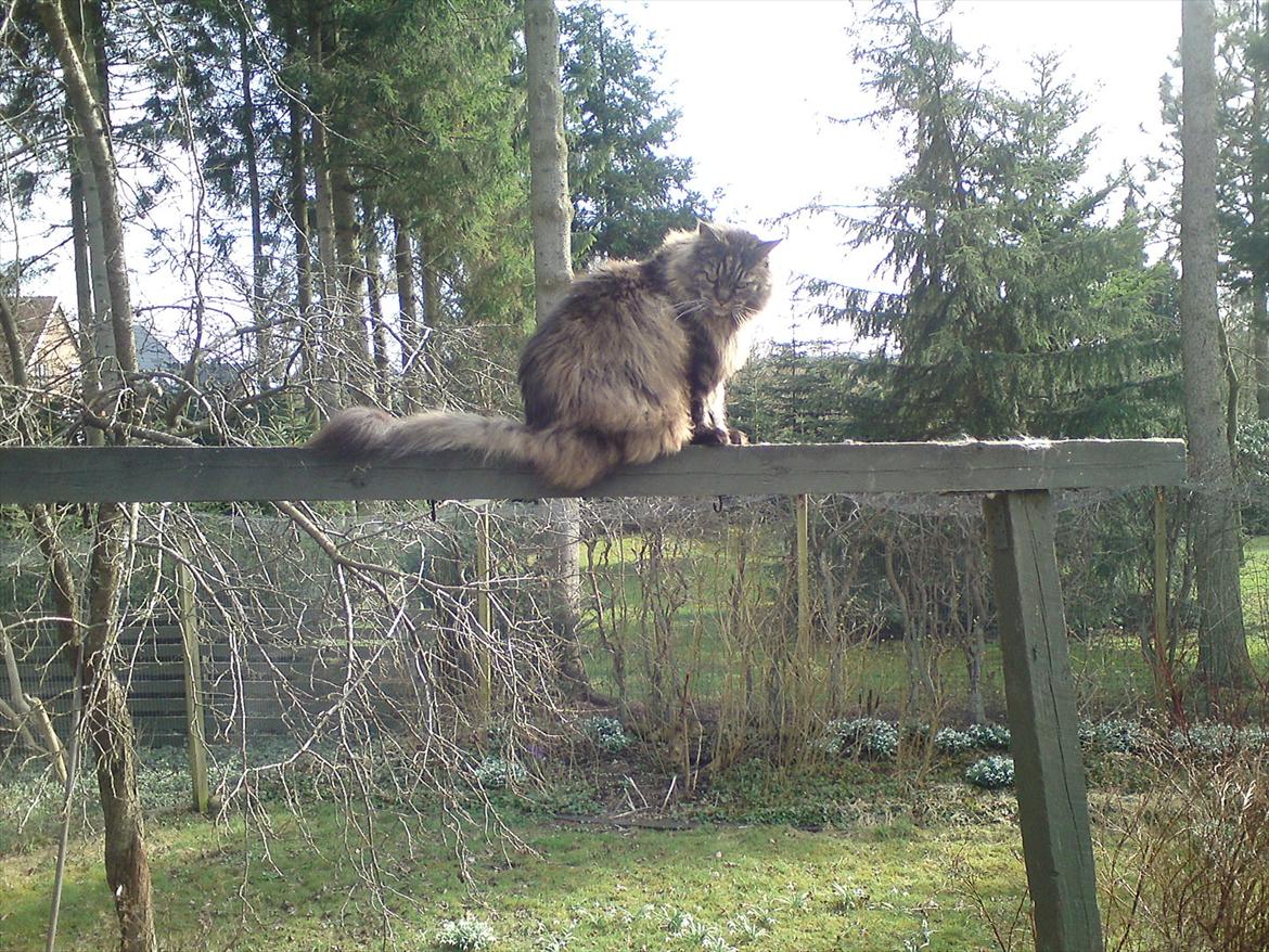 Maine Coon Champagnes Whitney (bonus) billede 3