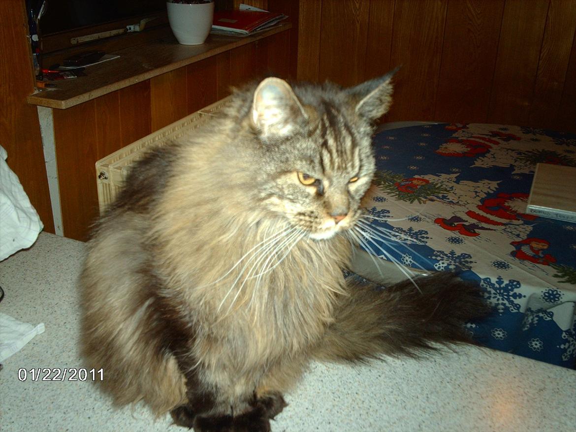 Maine Coon Champagnes Whitney (bonus) billede 4