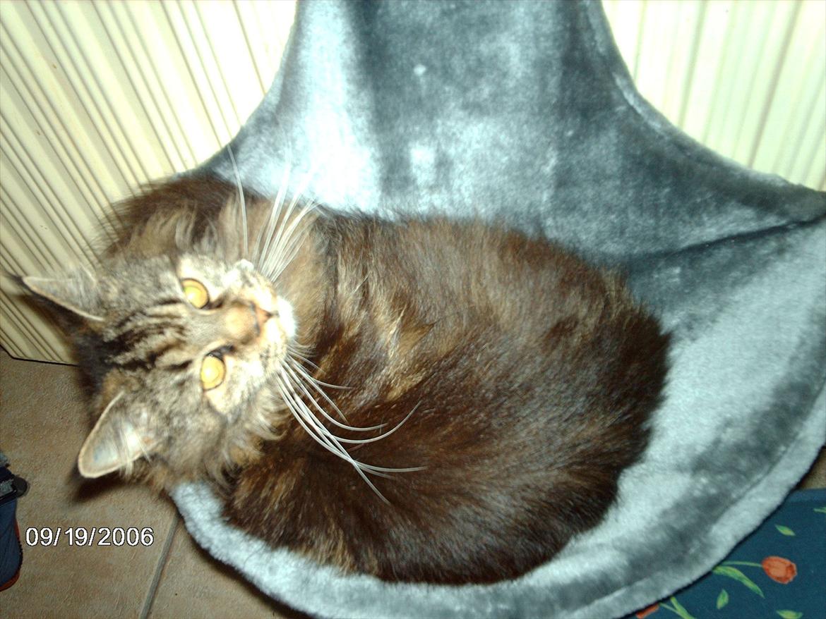 Maine Coon Champagnes Whitney (bonus) billede 5